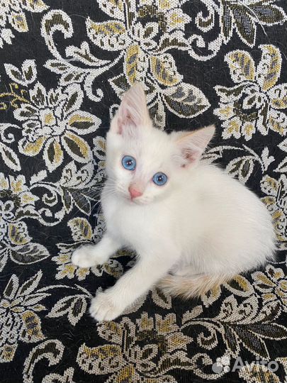Котенок в добрые руки