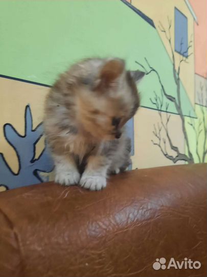 Котенок девочка в добрые руки