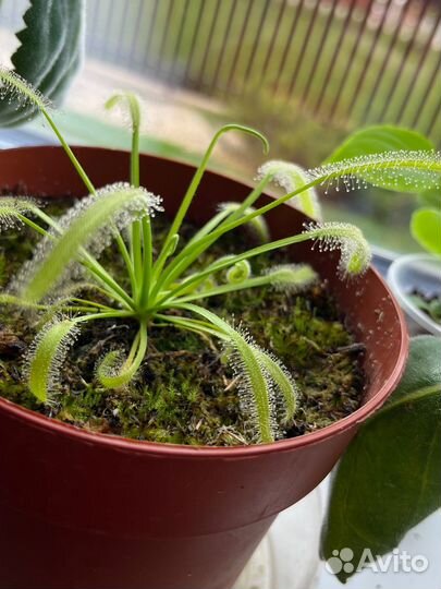 Хищное растение (Росянка)