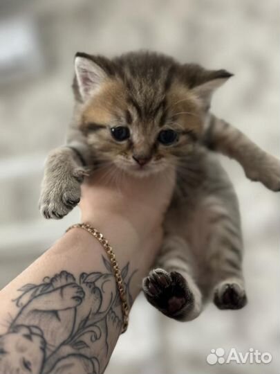 Шотландские котята