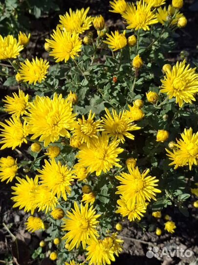 Низкорослые хризантемы