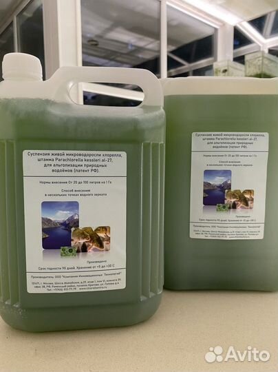 Хлорелла для пруда