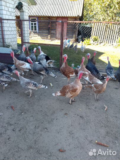 Домашние индейки