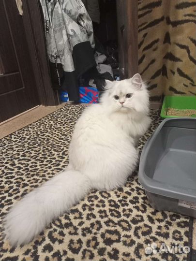 Британский длинношёрстный кот