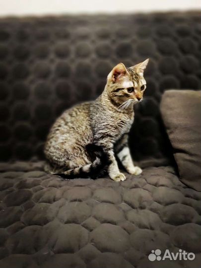 Котик в добрые руки