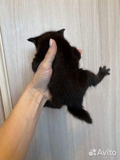 Котята бесплатно