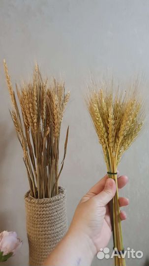 Букет сухоцветов (в ассортименте)