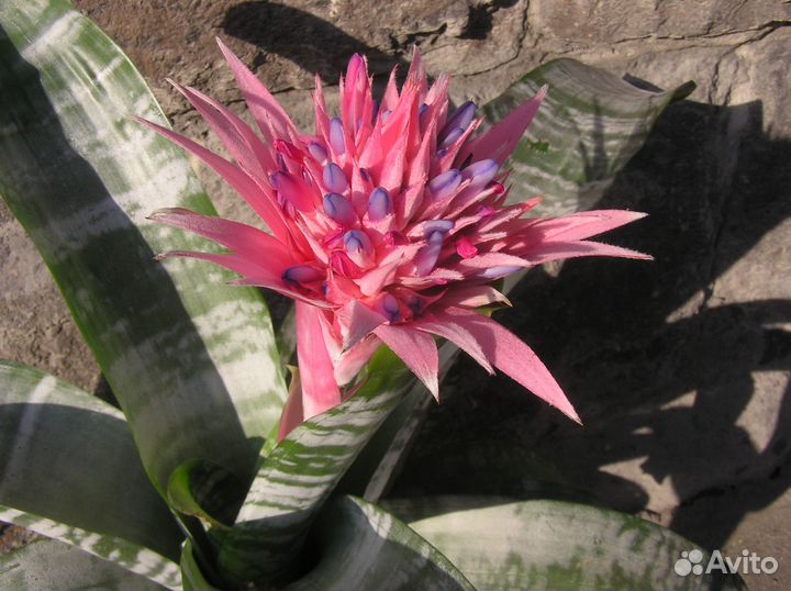 Эхмея цветущая