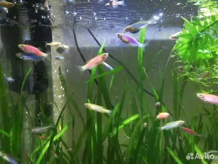 Аквариумные рыбки