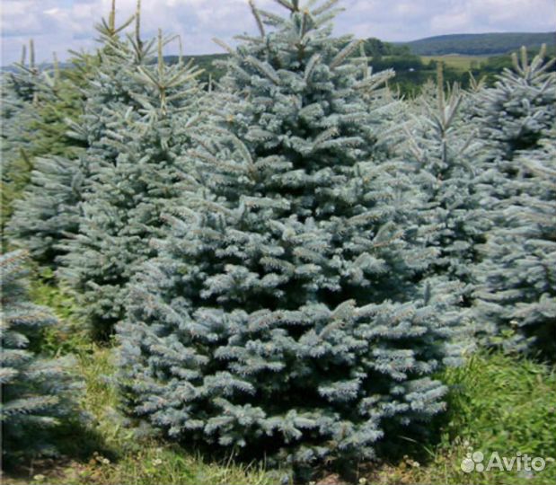 Ель голубая