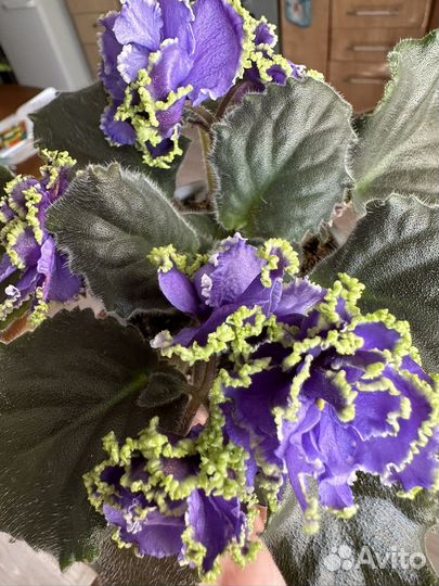 Фиалки Ле- Кудри Венеры и ек-Жемчужный зефир