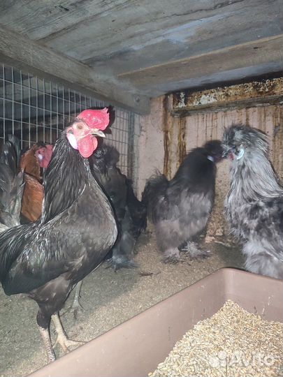 Яйцо/цыплята шелковые, серама, сибрайт, бентамка