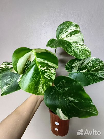 Монстера вариегатная альба