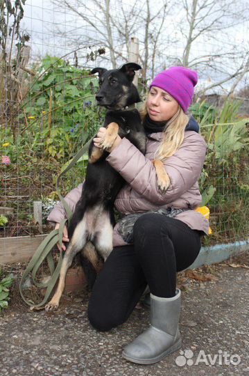 Небольшая и робкая собака из приюта