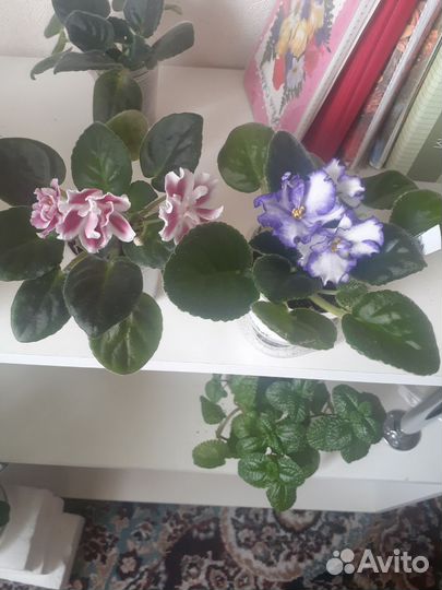Комнатные цветы фиалки и стрептокарпусы