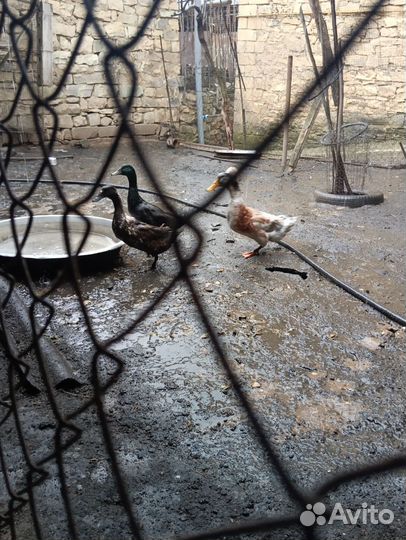 Хохлатые утки и каюги