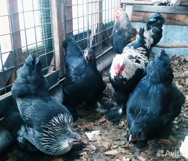 Инкубационное яйцо брама