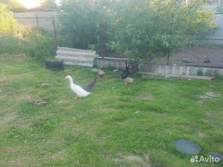 Утиные яйца куриные яйца