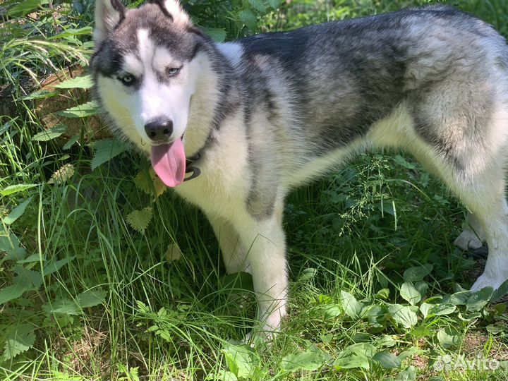 Сибирский хаски