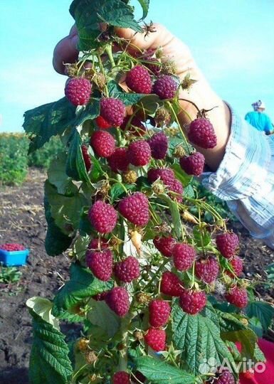 Продаю саженцы малины