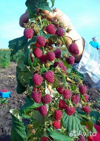 Продаю саженцы малины