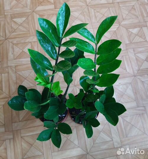 Замиокулькас Замифолия