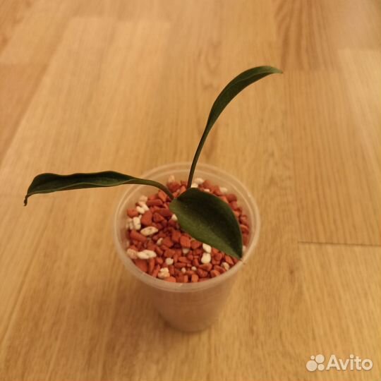 Сансевиерия сортовая