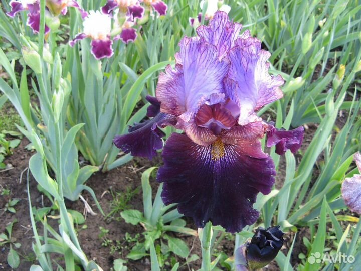 Ирисы германские бородатые