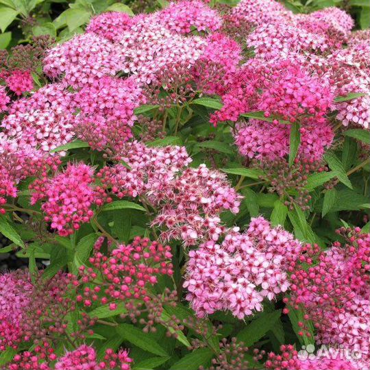 Сперия саженцы Широбана (двухцветная) Бумальда