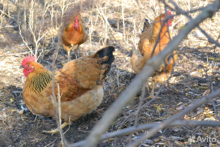 Инкубационное яйцо цыплята