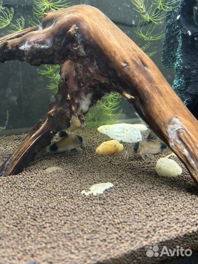 Аквариум 20 литров с рыбками и оборудованием