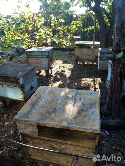 Пчелы и улья