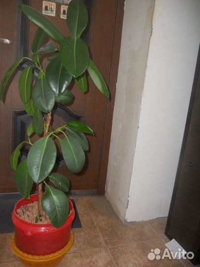 Фикус каучуконосный
