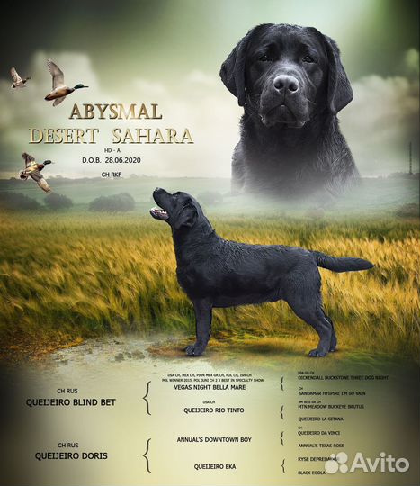 Вязка Лабрадор Ретривер