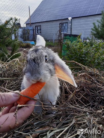 Кролики мясных пород