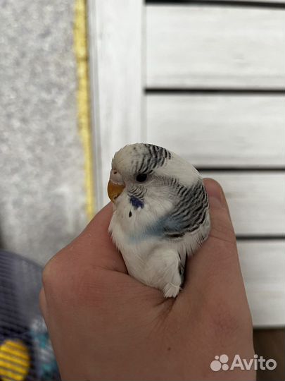 Попугай