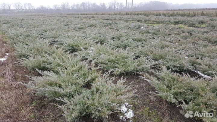 Можжевельник казацкий Высота от 25см