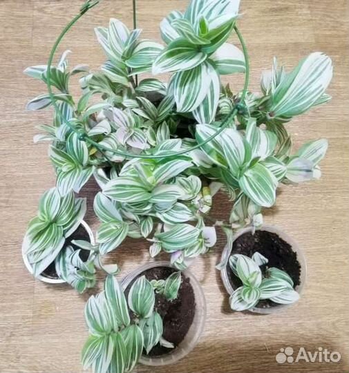 Традесканция Зебрина