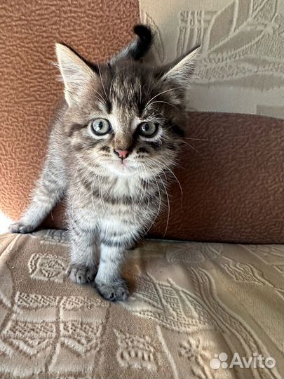 Кошка в дар