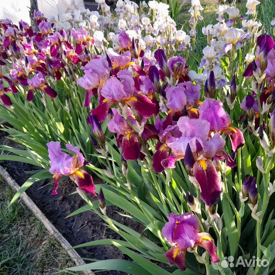 Ирисы