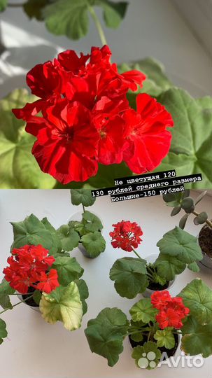 Герань пеларгония