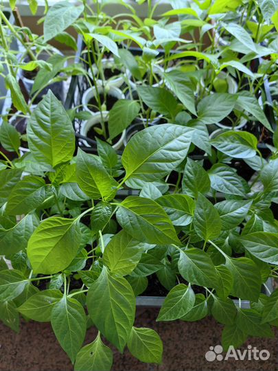 Рассада помидор, перец