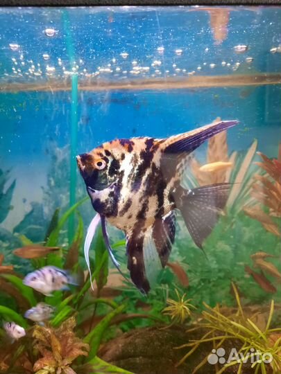 Аквариумные рыбки