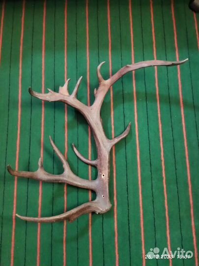 Рога оленя