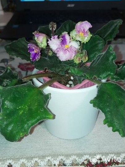 Фиалка, лист на срез