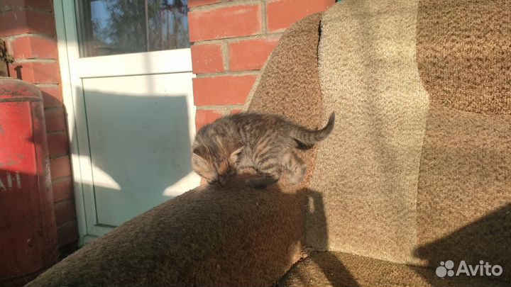 Котята в добрые руки бесплатно