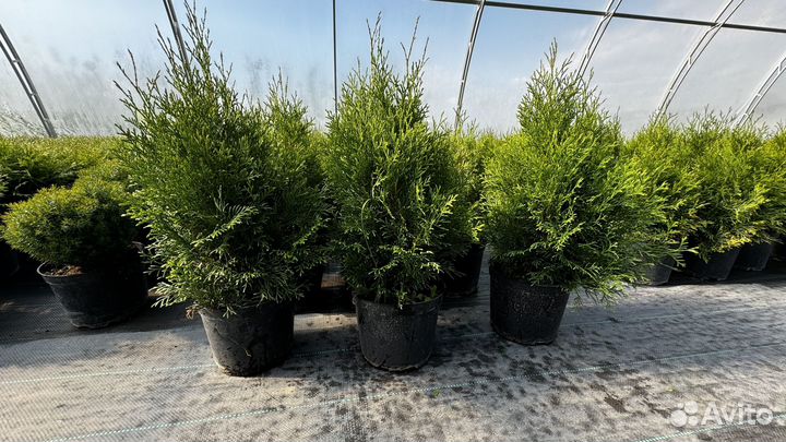 Туч смарагд 50+