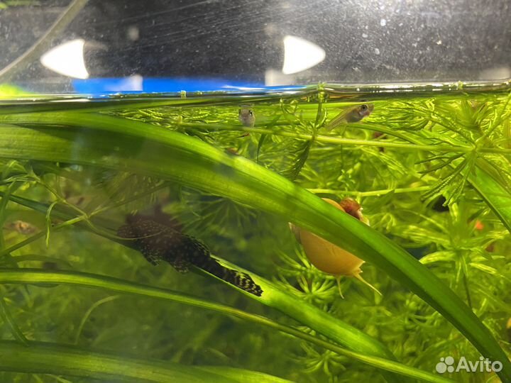 Гуппи эндлера