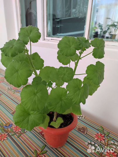 Пеларгония герань