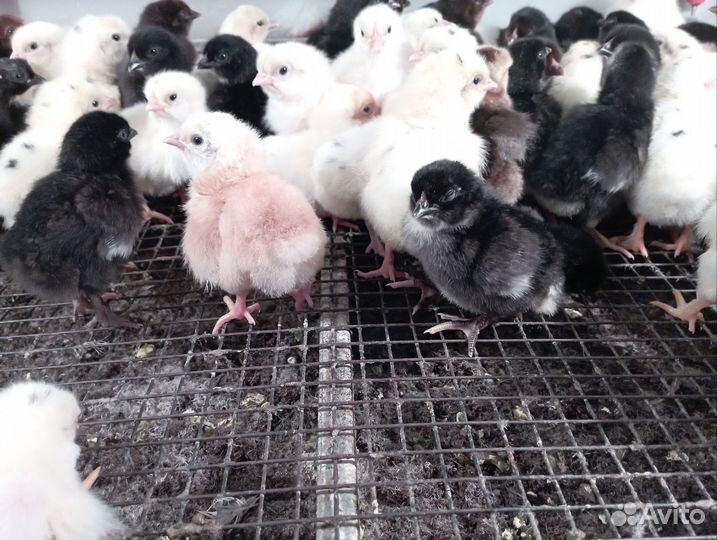 Цыплята суточные вывод 16мая